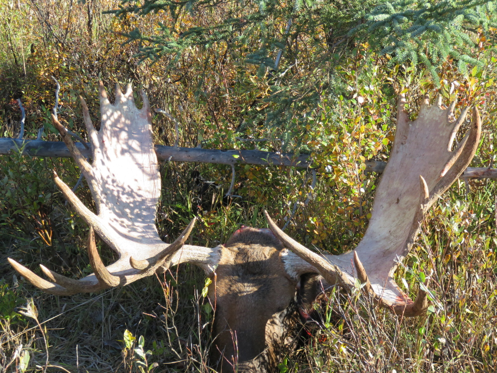 24 Point Moose